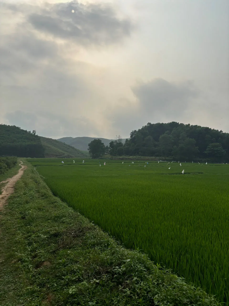 Rijstvelden langs een onverharde weg in Phong Nha met heuvels op de achtergrond